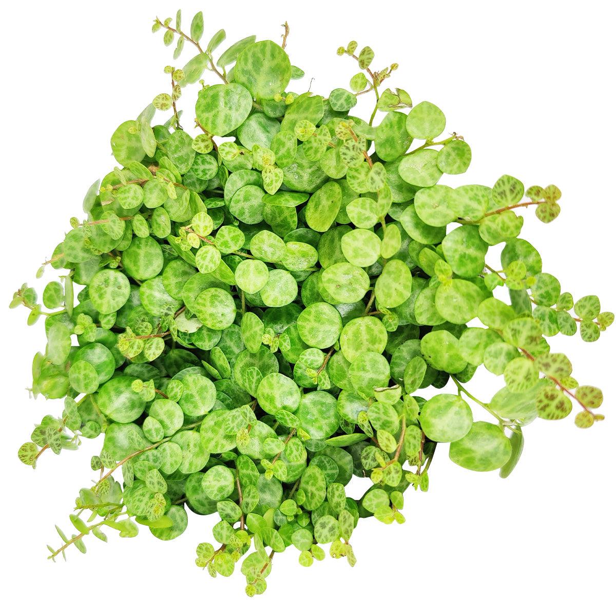 Succulent String Of Turtles - View 19 from www redcrocus com