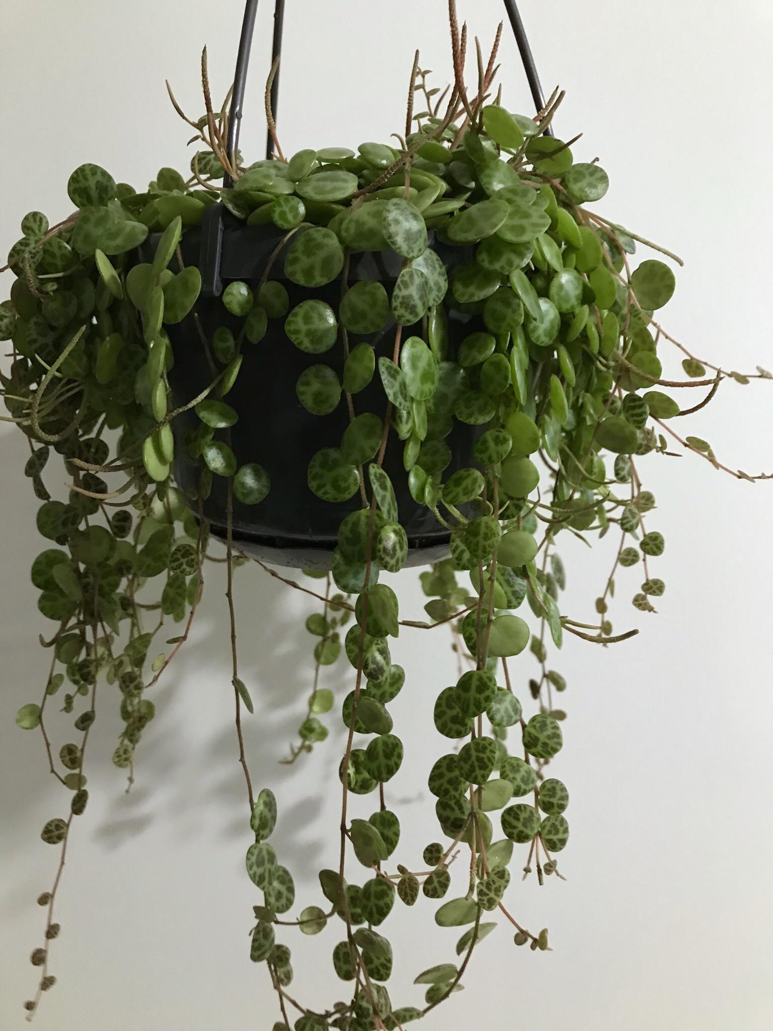 Succulent String Of Turtles - View 1 from www redcrocus com