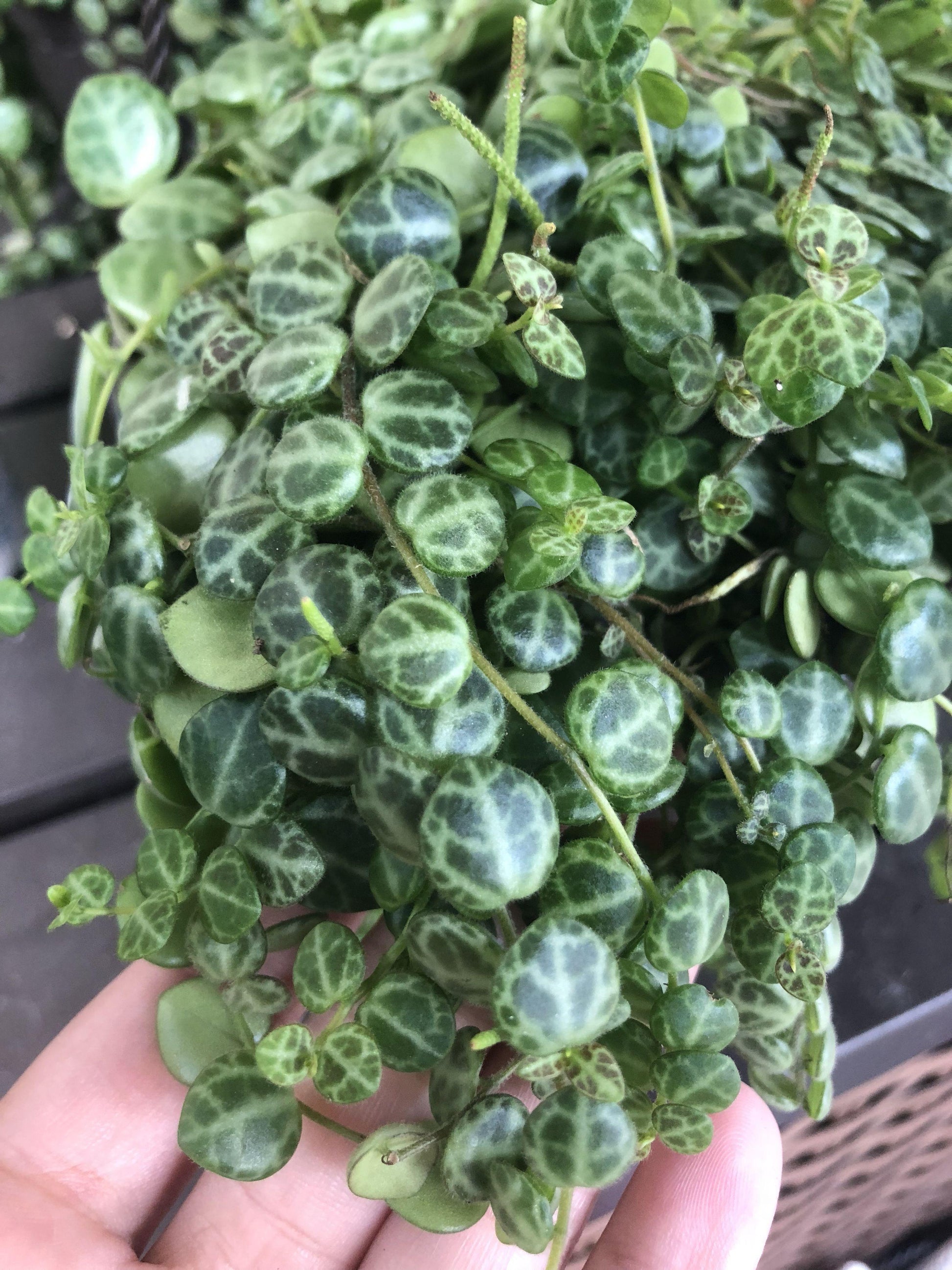 Succulent String Of Turtles - View 2 from www redcrocus com