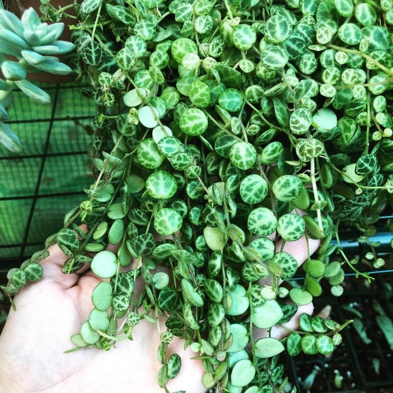 Succulent String Of Turtles - View 4 from www redcrocus com