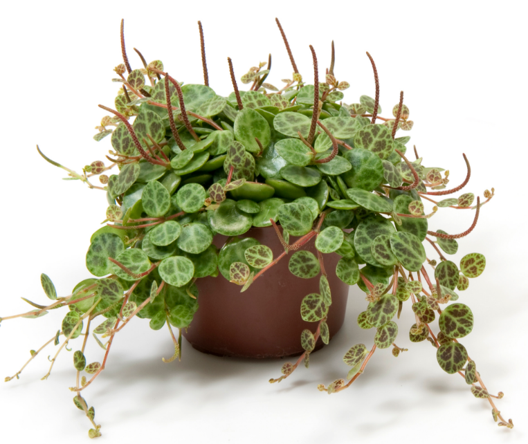 Succulent String Of Turtles - View 5 from www redcrocus com