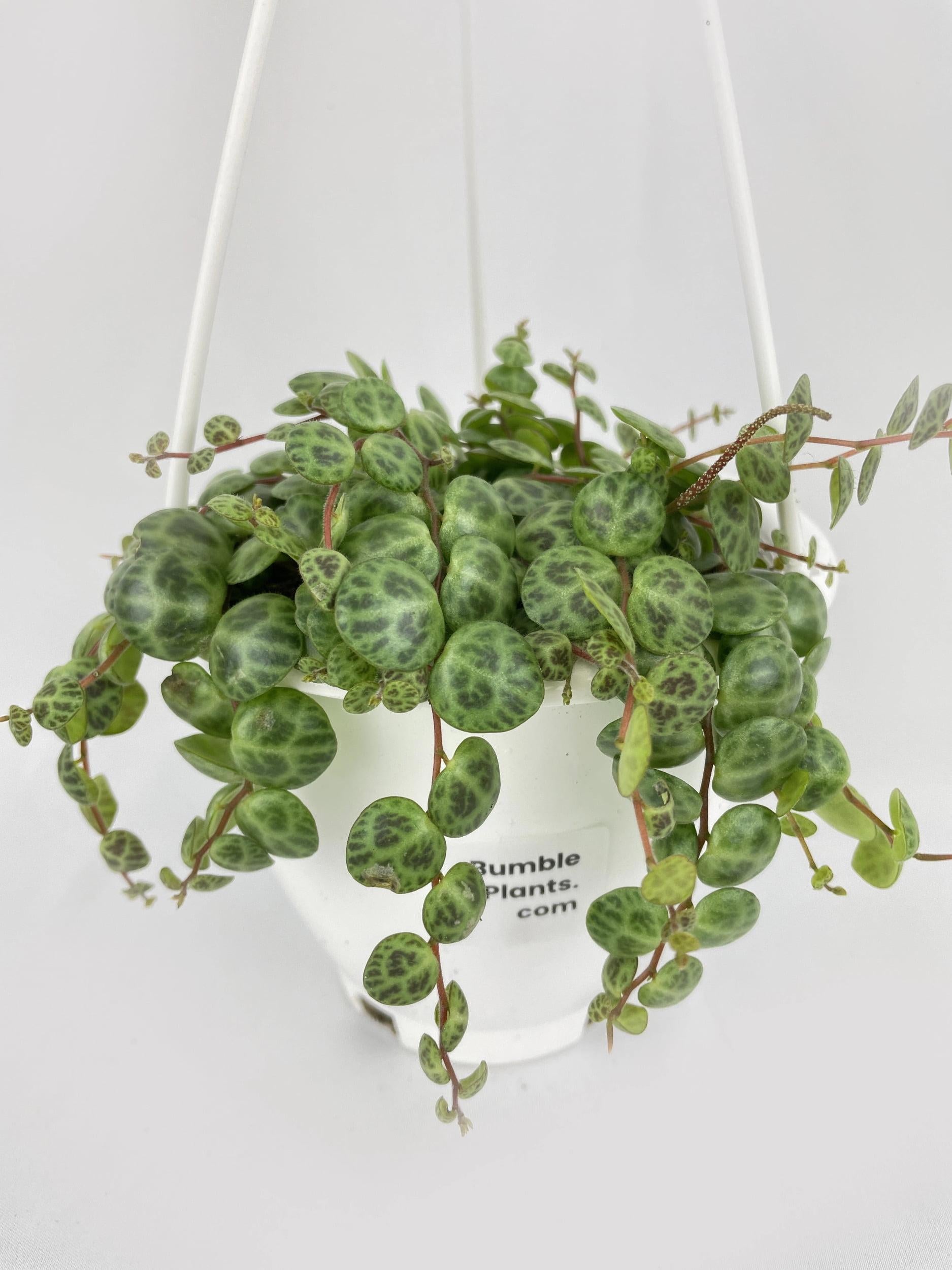 Succulent String Of Turtles - View 5 from www redcrocus com