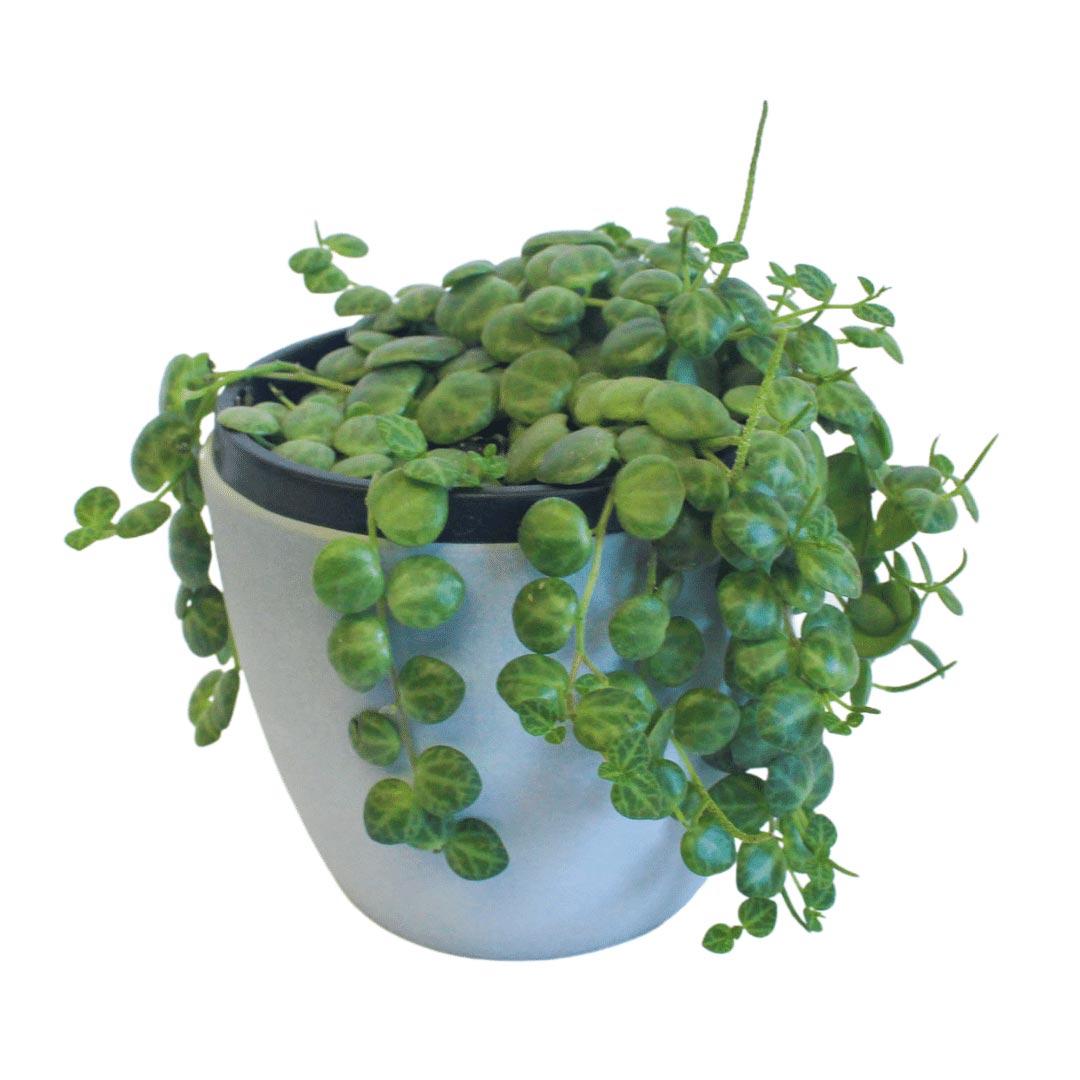 Succulent String Of Turtles - View 6 from www redcrocus com