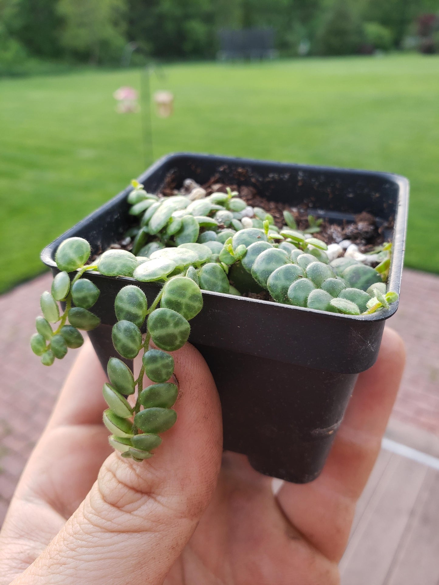 Succulent String Of Turtles - View 7 from www redcrocus com