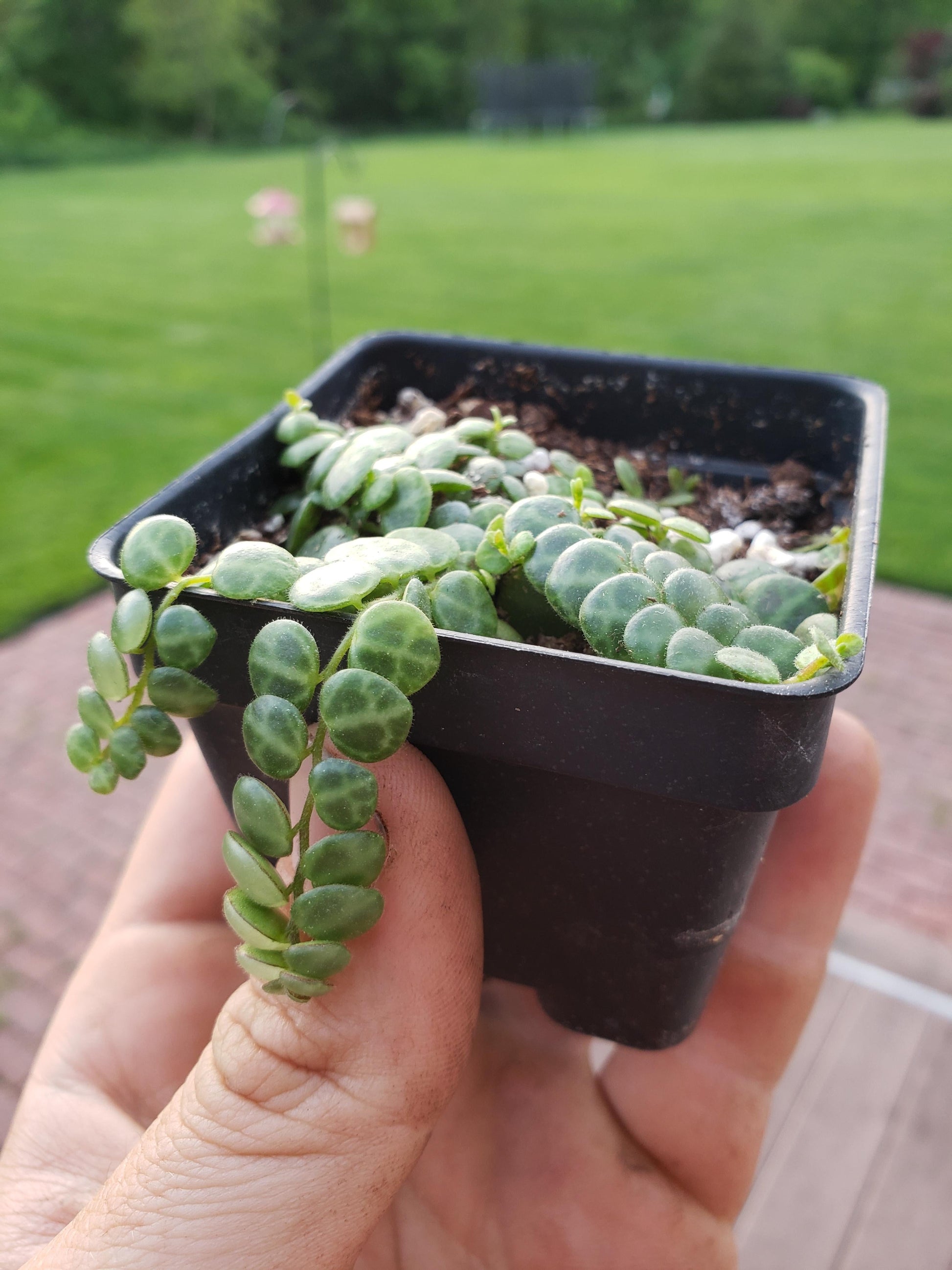 Succulent String Of Turtles - View 7 from www redcrocus com