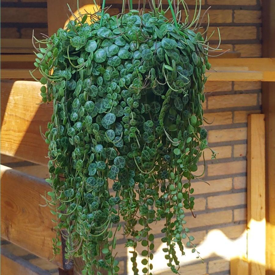 Succulent String Of Turtles - View 8 from www redcrocus com
