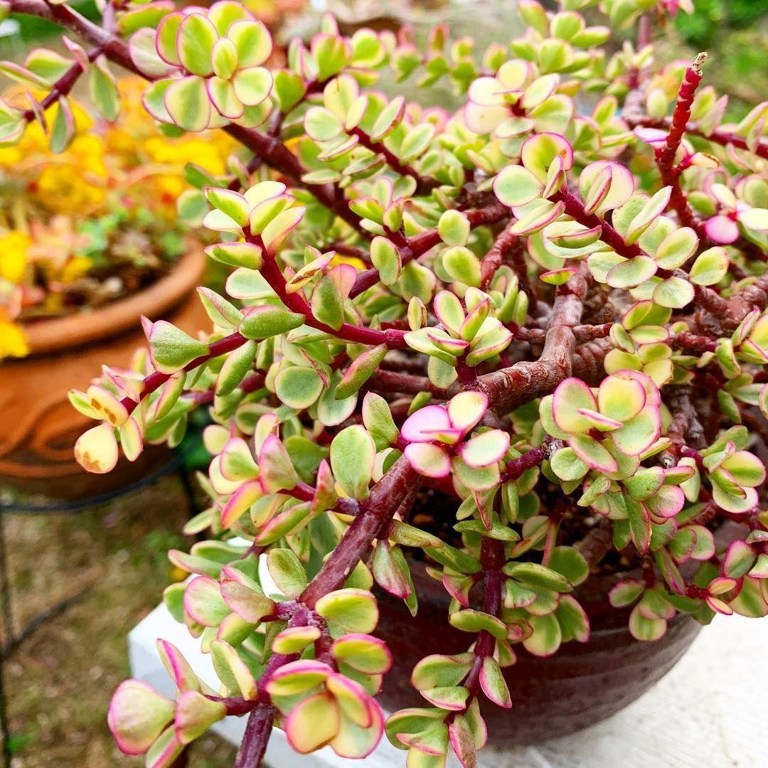 Portulacaria Afra - View 10 from www redcrocus com