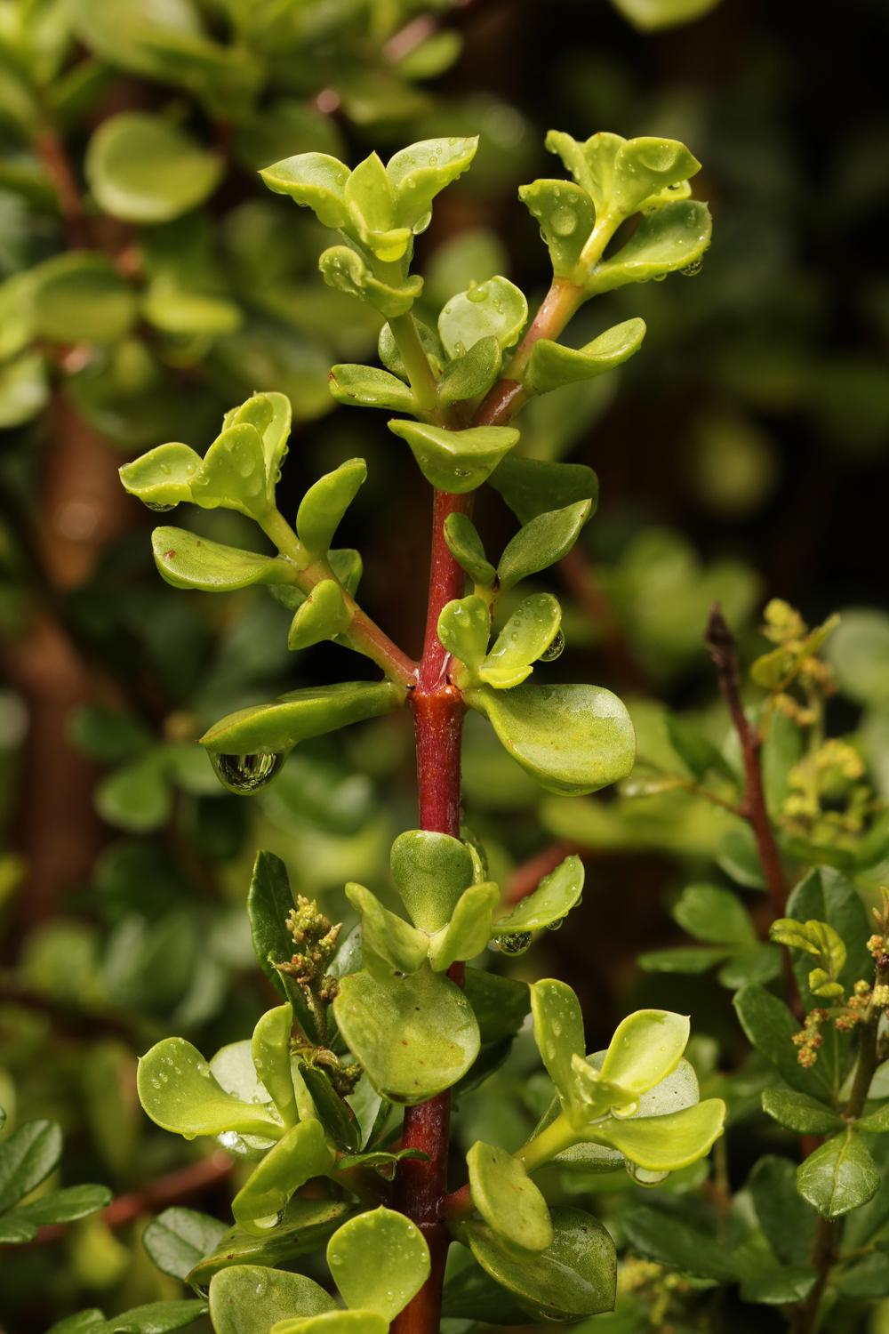Portulacaria Afra - View 11 from www redcrocus com