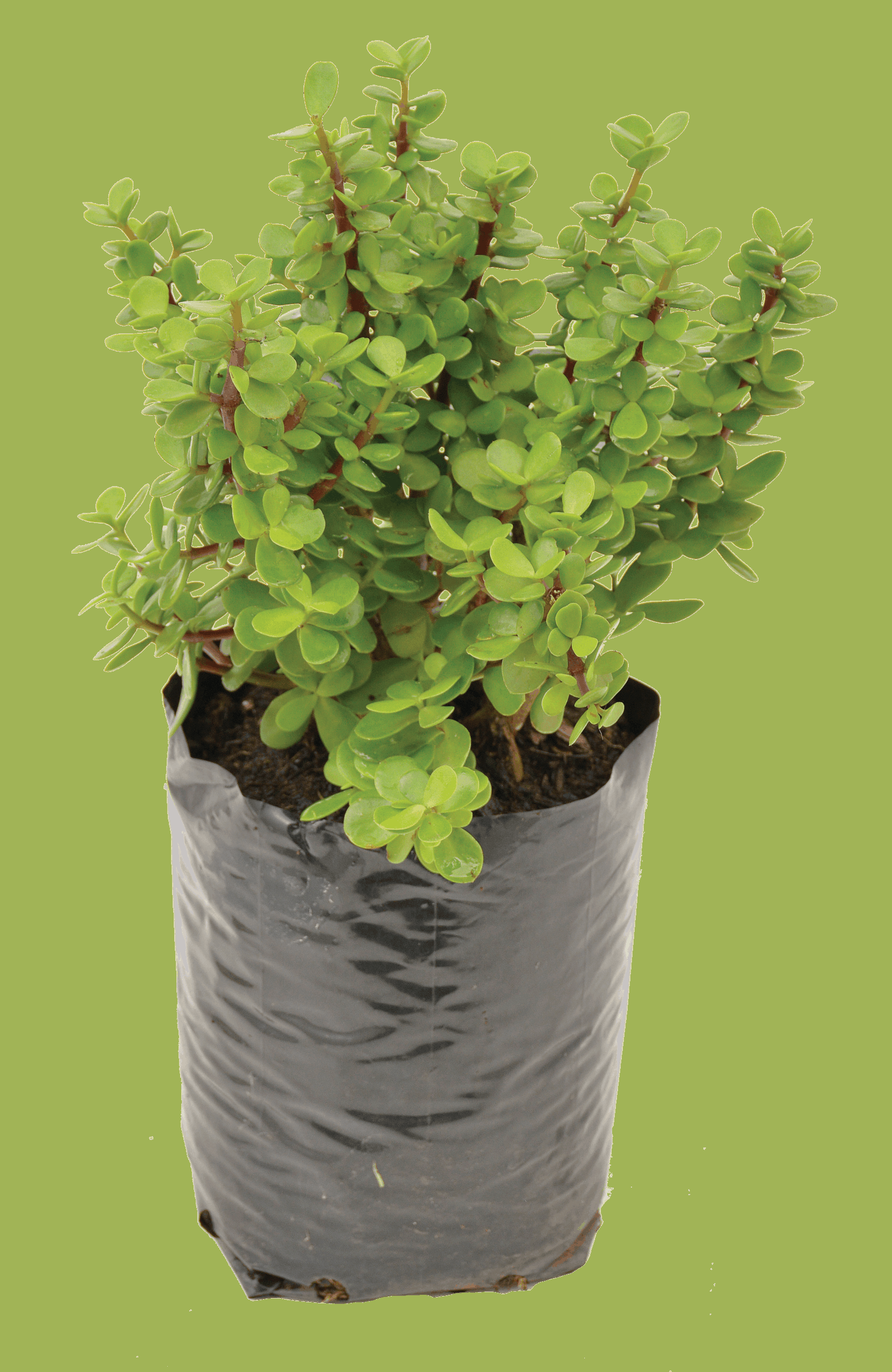 Portulacaria Afra - View 12 from www redcrocus com