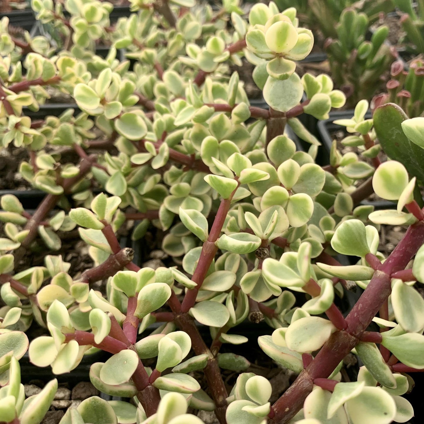 Portulacaria Afra - View 13 from www redcrocus com