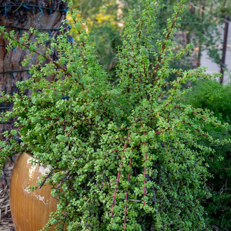 Portulacaria Afra - View 14 from www redcrocus com