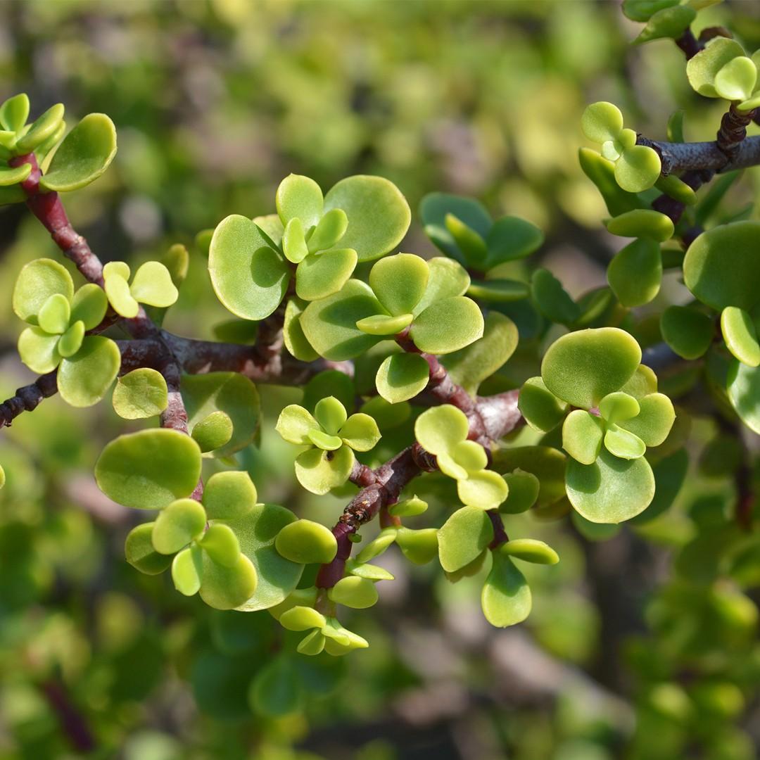 Portulacaria Afra - View 15 from www redcrocus com