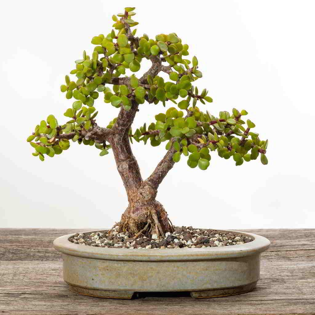 Portulacaria Afra - View 16 from www redcrocus com