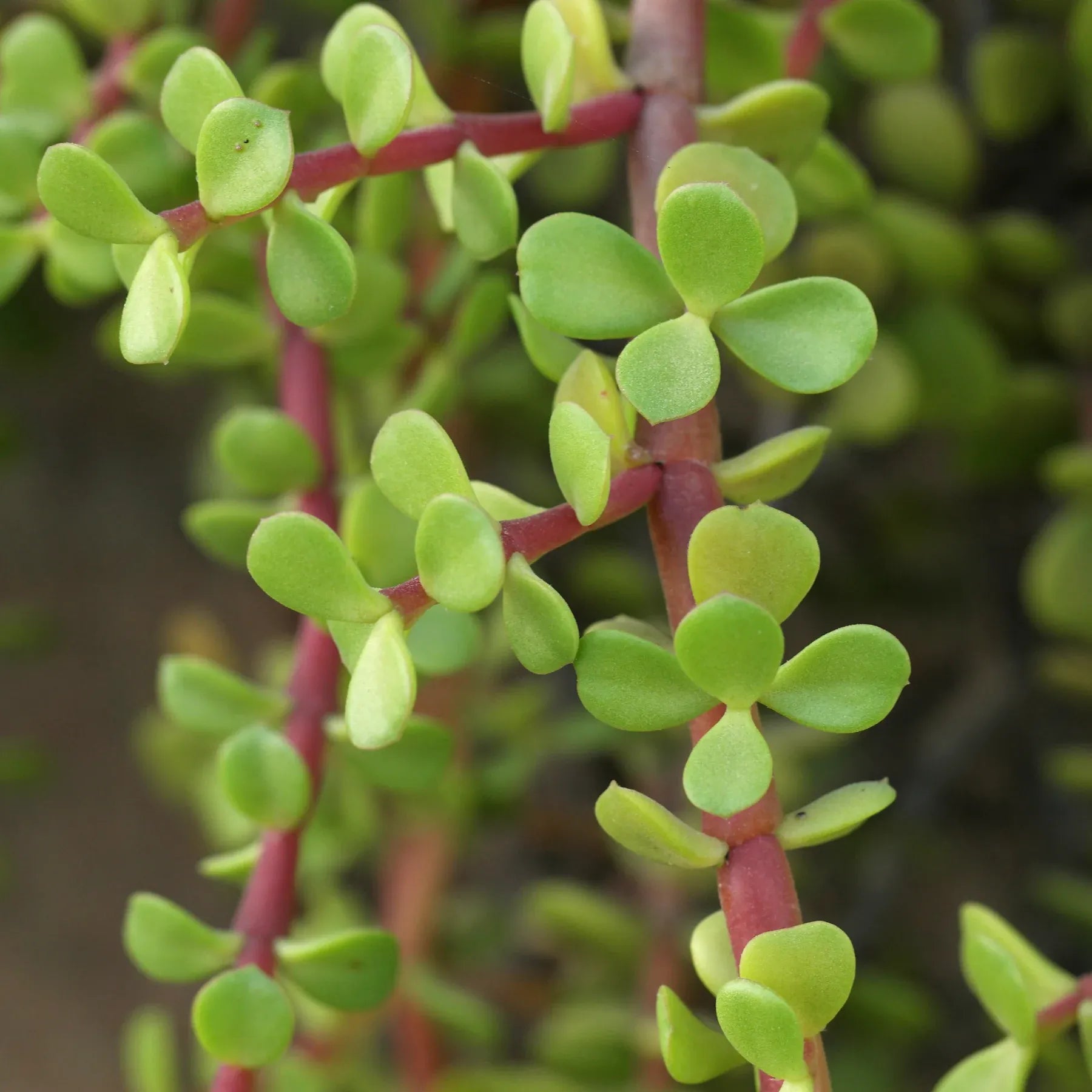Portulacaria Afra - View 18 from www redcrocus com