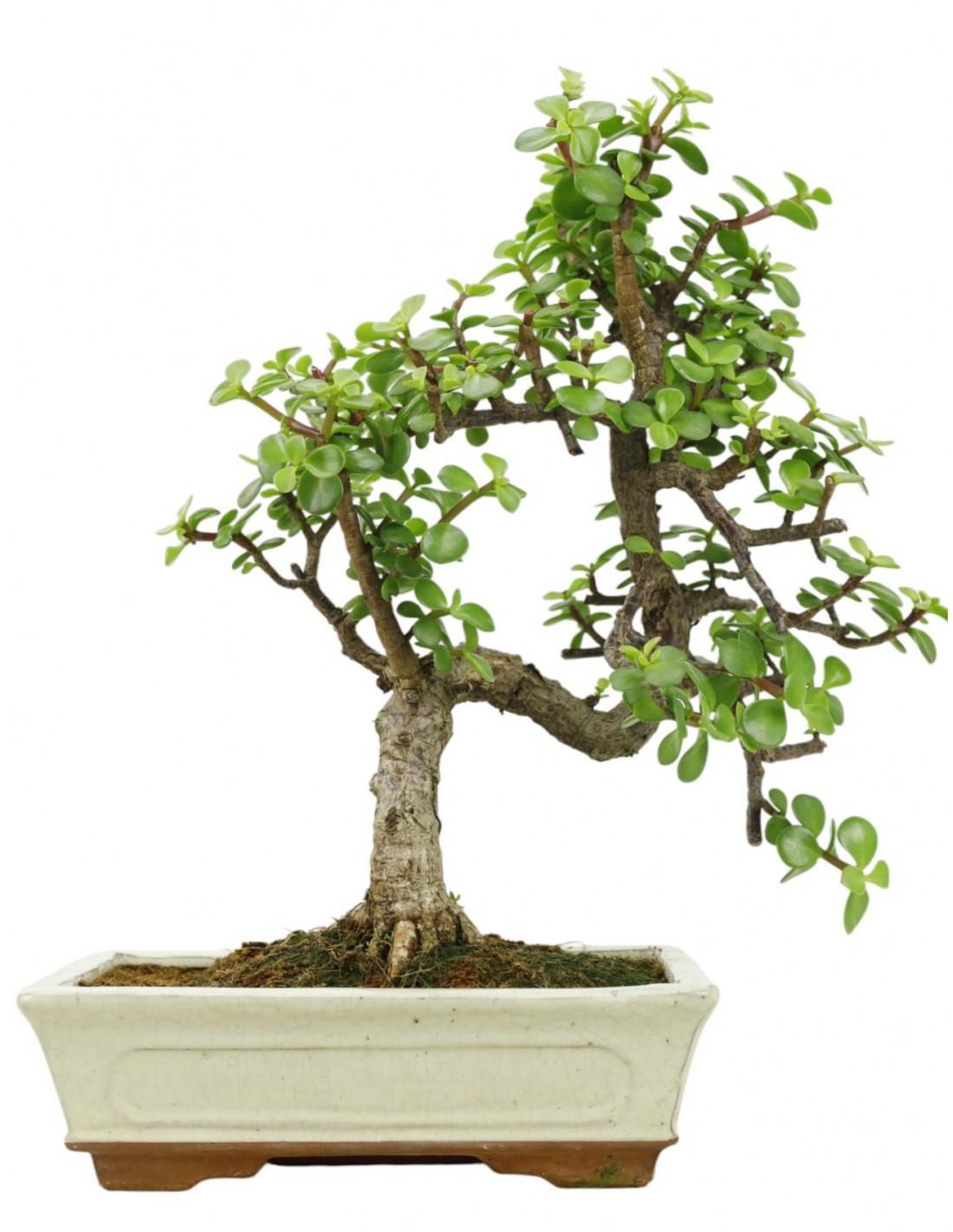 Portulacaria Afra - View 18 from www redcrocus com
