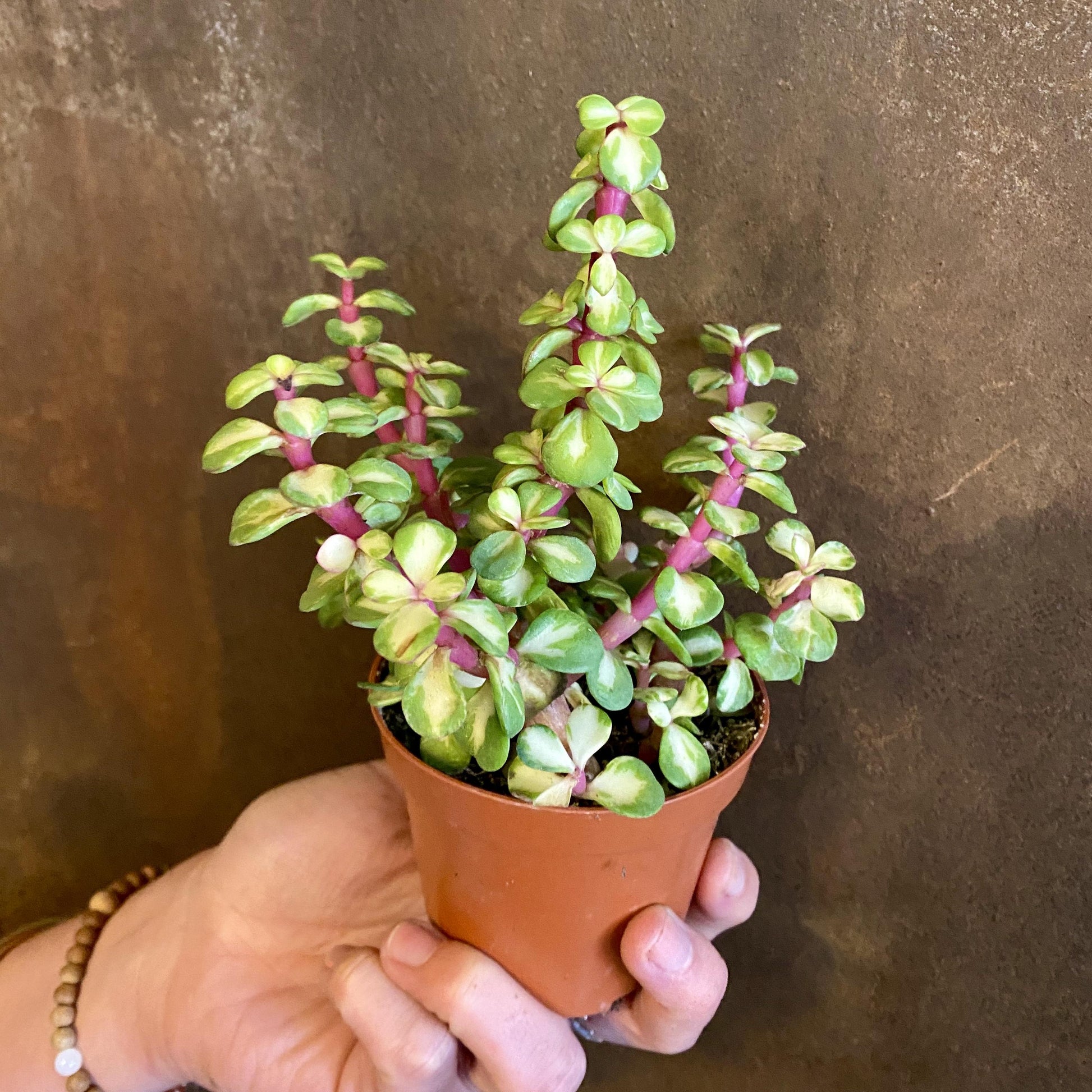 Portulacaria Afra - View 21 from www redcrocus com