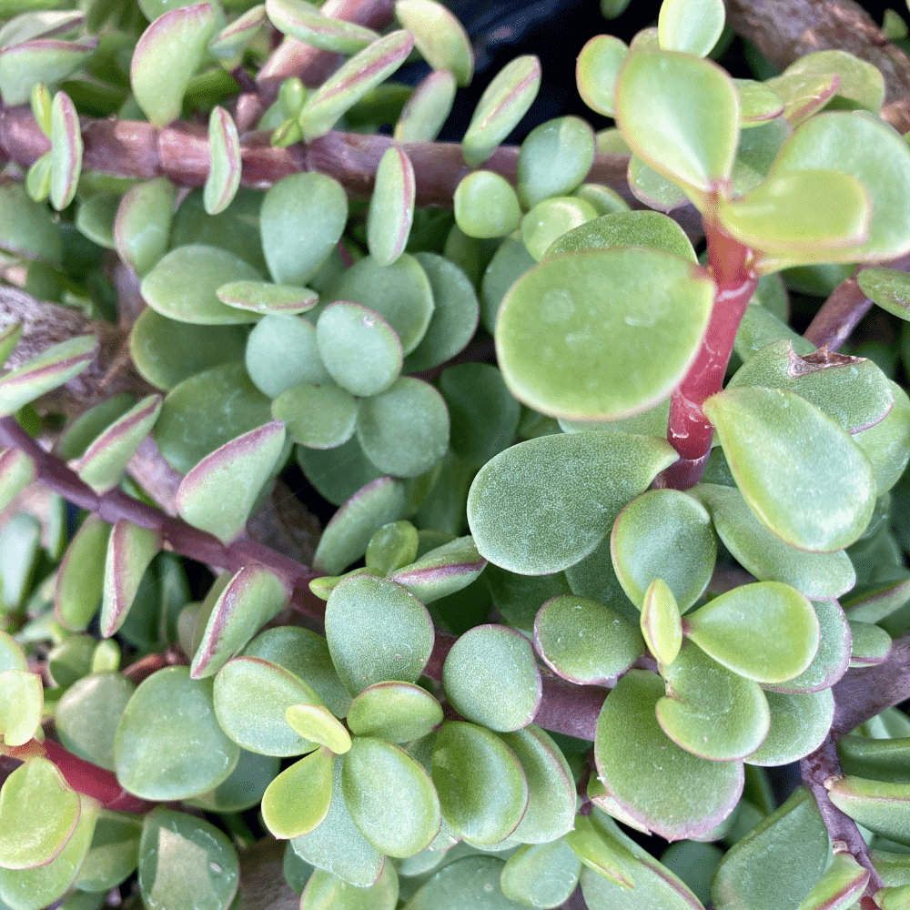 Portulacaria Afra - View 3 from www redcrocus com