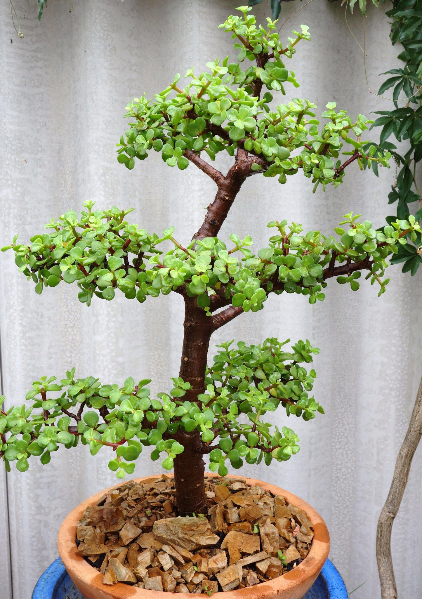 Portulacaria Afra - View 3 from www redcrocus com