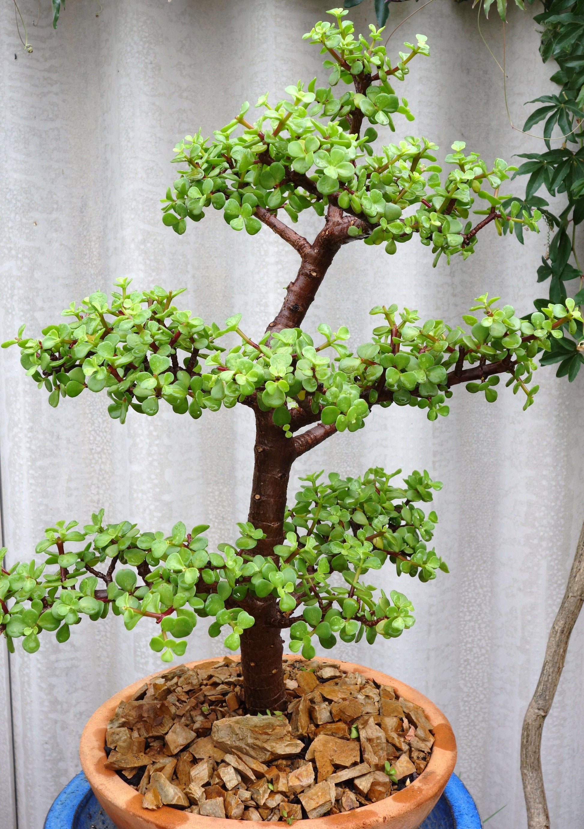 Portulacaria Afra - View 3 from www redcrocus com