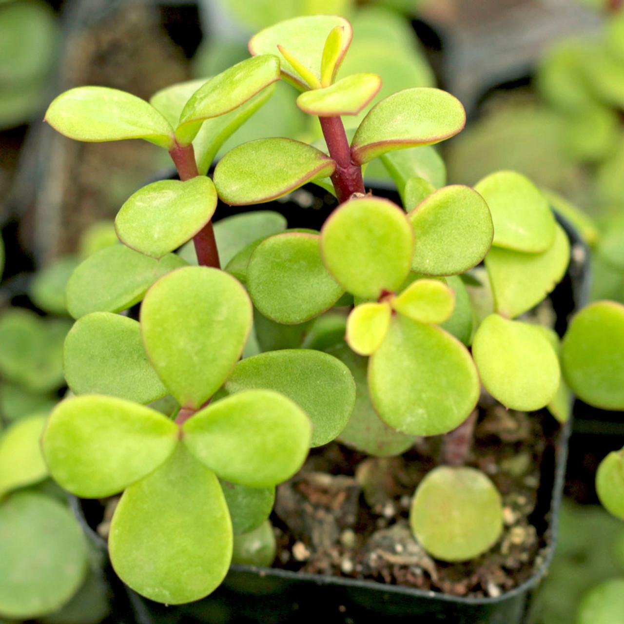 Portulacaria Afra - View 4 from www redcrocus com