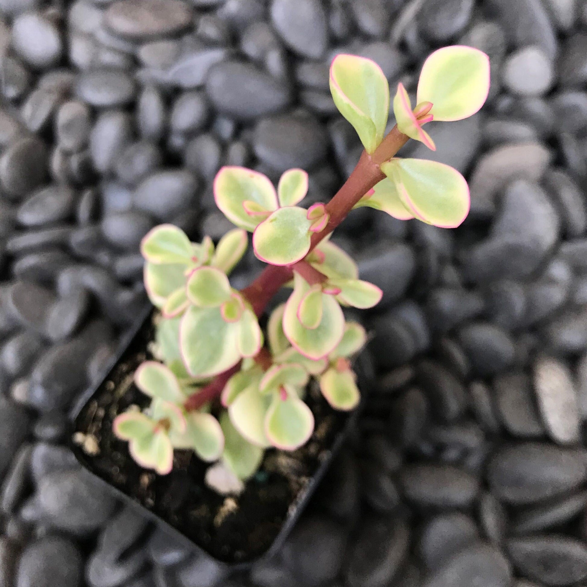 Portulacaria Afra - View 6 from www redcrocus com