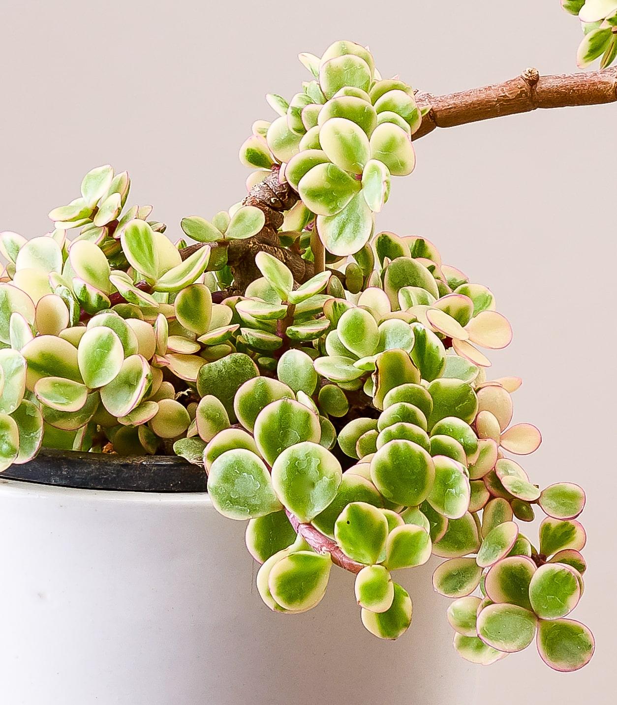 Portulacaria Afra - View 7 from www redcrocus com