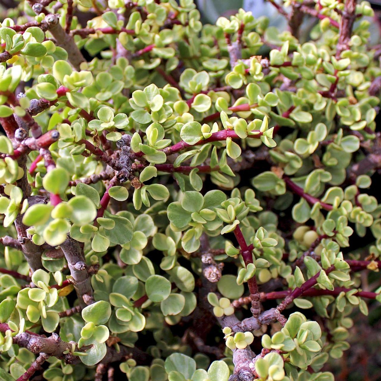 Portulacaria Afra - View 8 from www redcrocus com