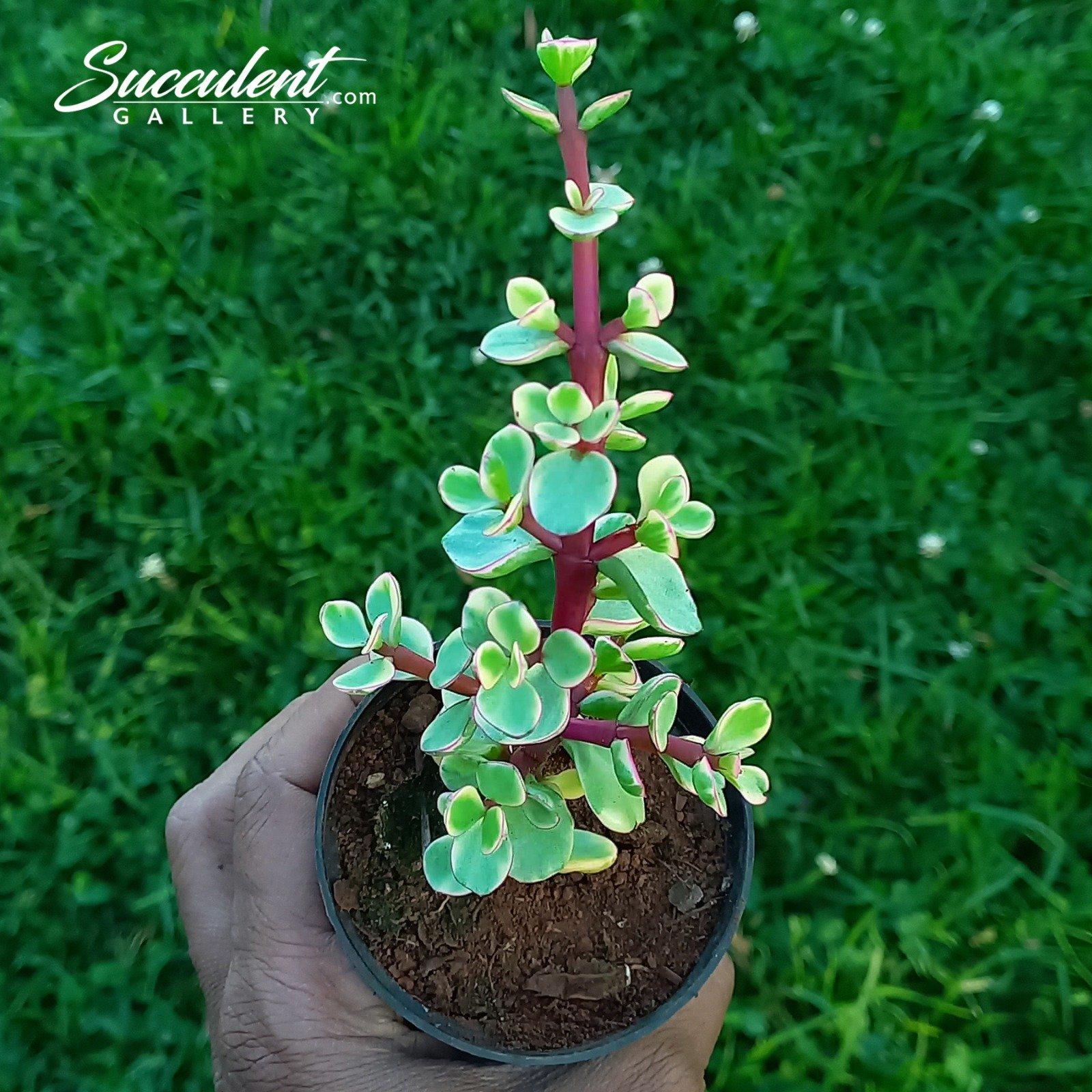 Portulacaria Afra - View 9 from www redcrocus com