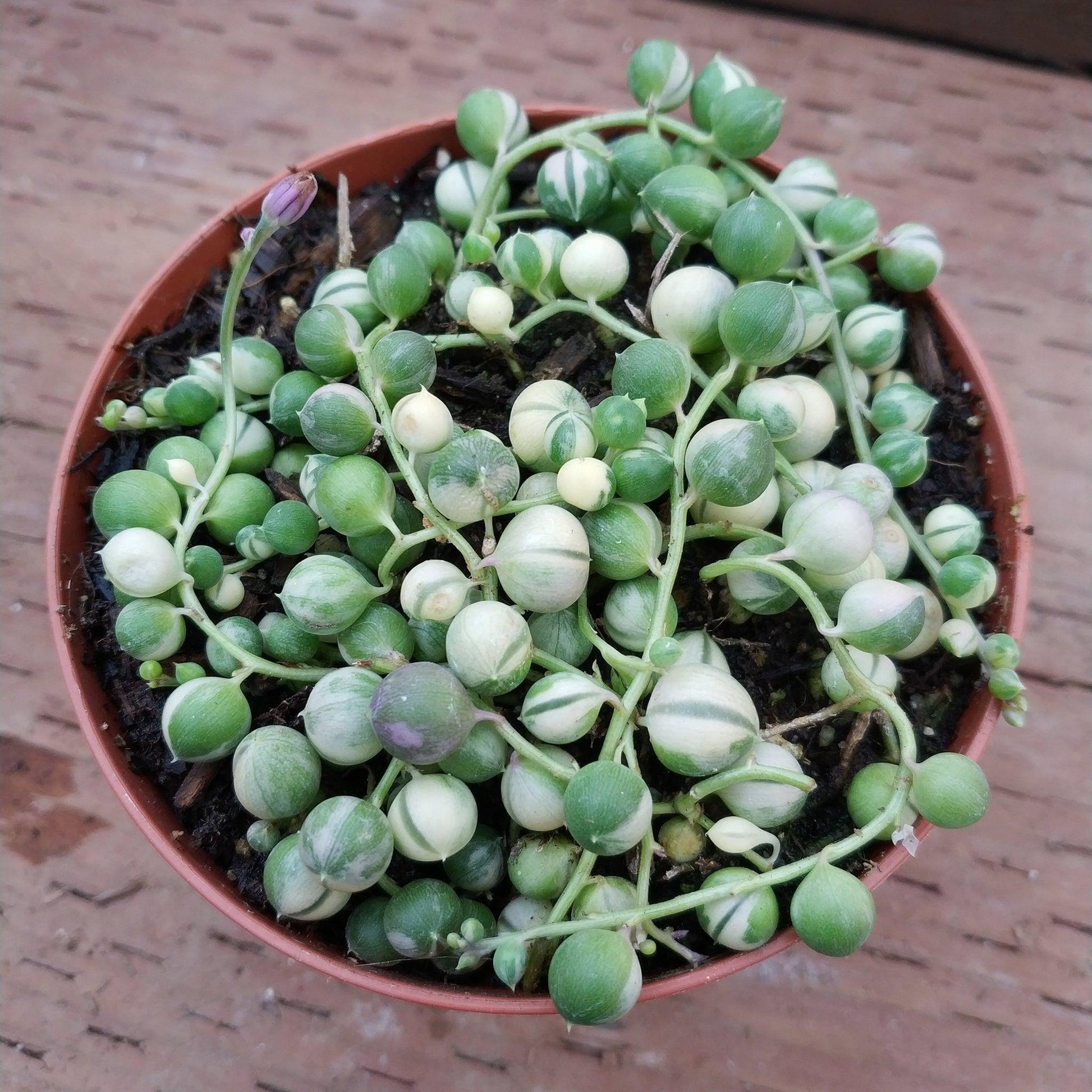 Succulent String Of Pearls Variegated - View 10 from www redcrocus com