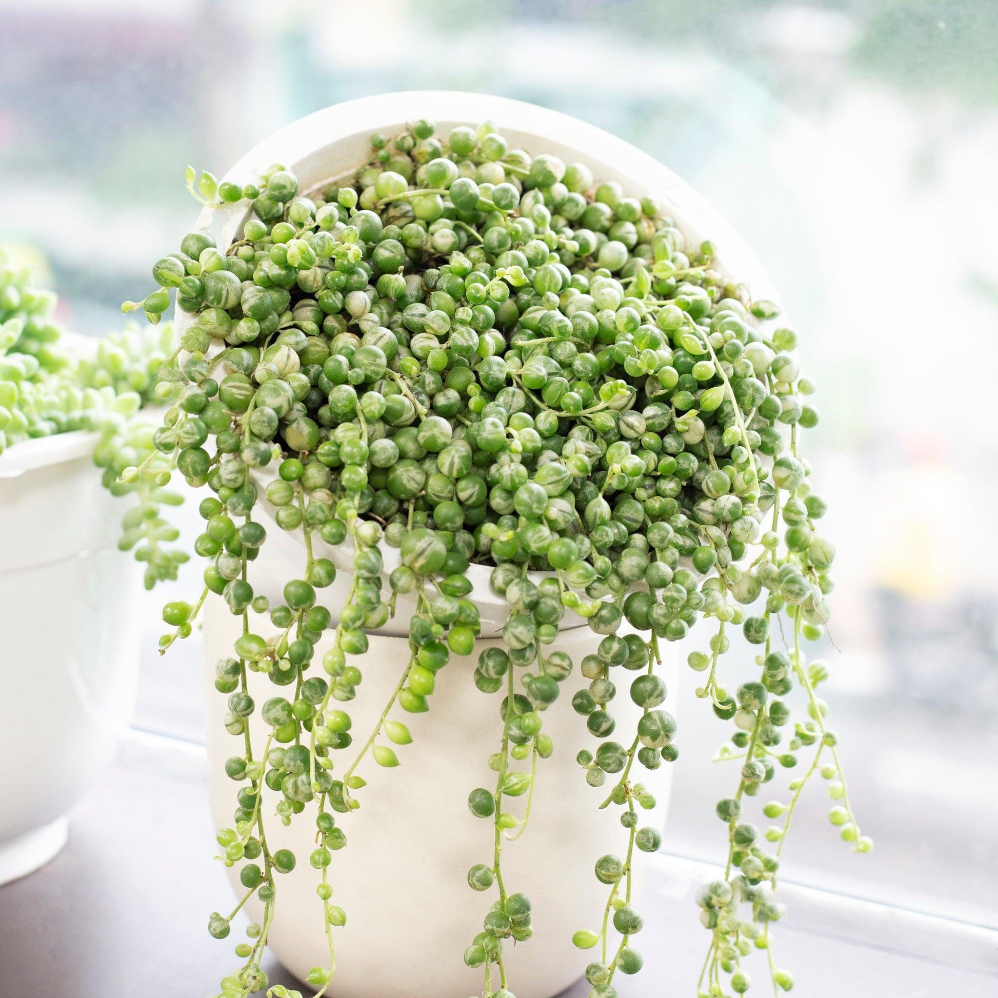 Succulent String Of Pearls Variegated - View 11 from www redcrocus com