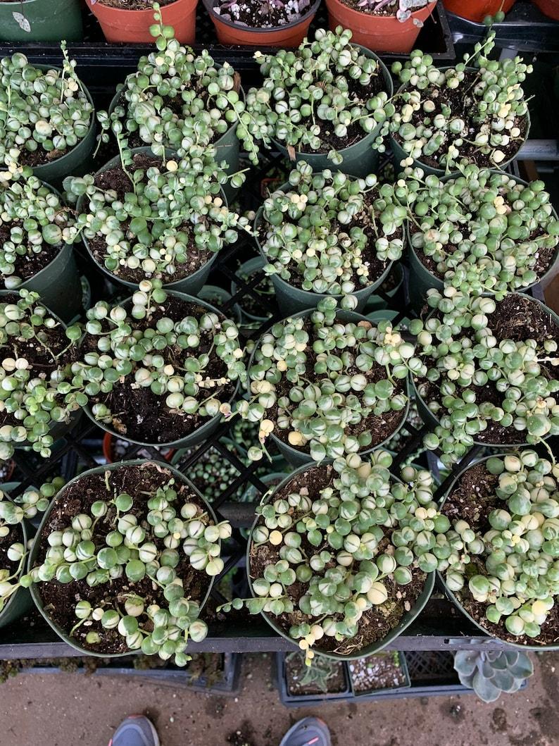 Succulent String Of Pearls Variegated - View 16 from www redcrocus com
