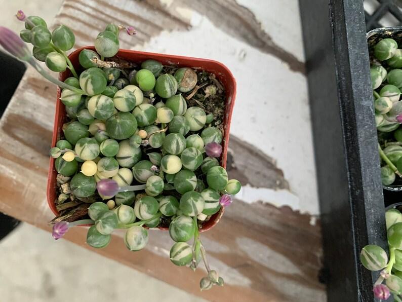 Succulent String Of Pearls Variegated - View 17 from www redcrocus com