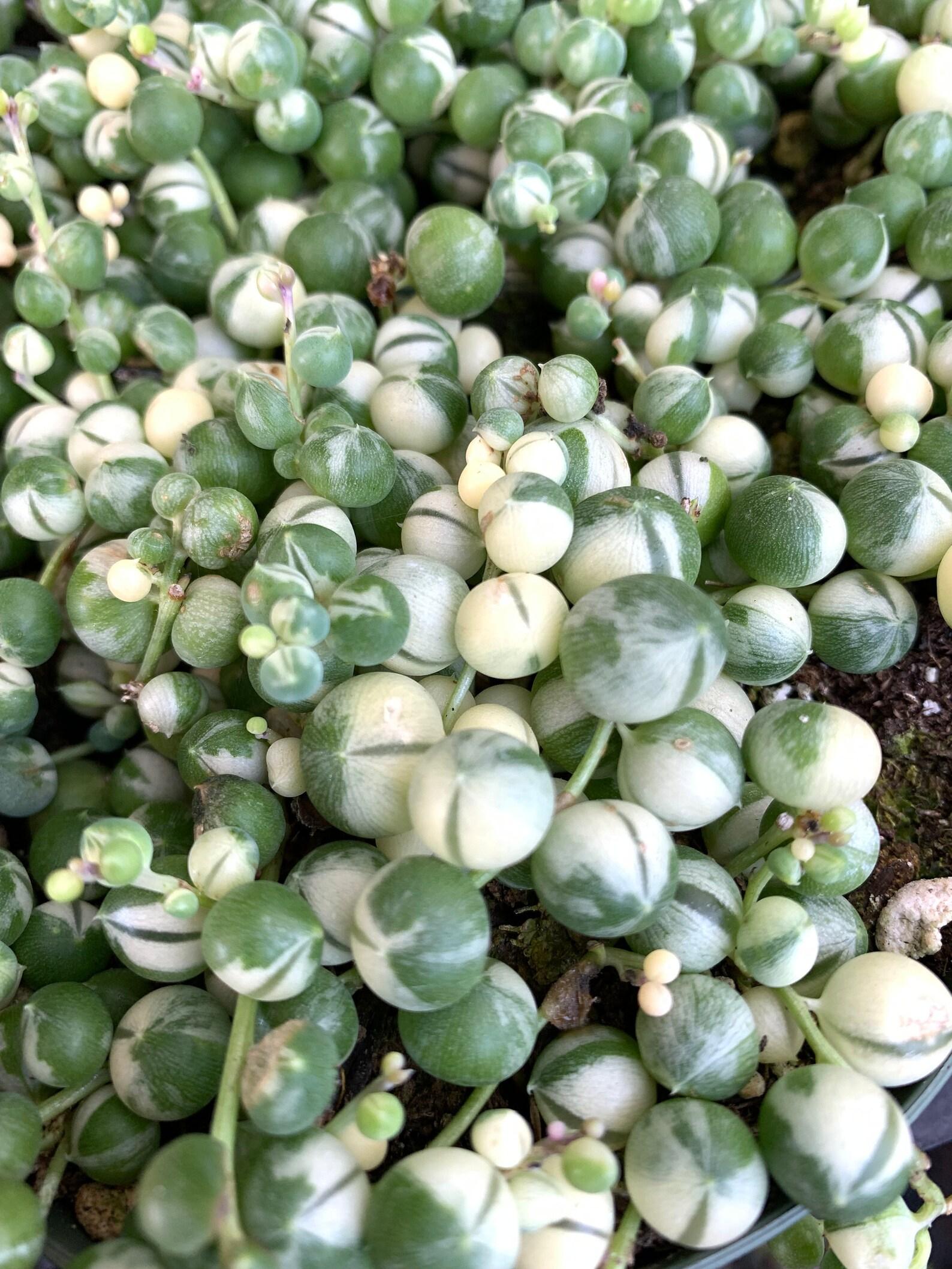Succulent String Of Pearls Variegated - View 1 from www redcrocus com