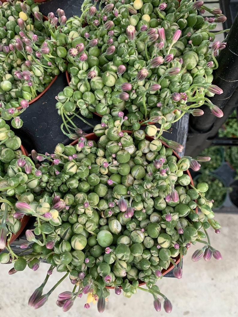 Succulent String Of Pearls Variegated - View 2 from www redcrocus com