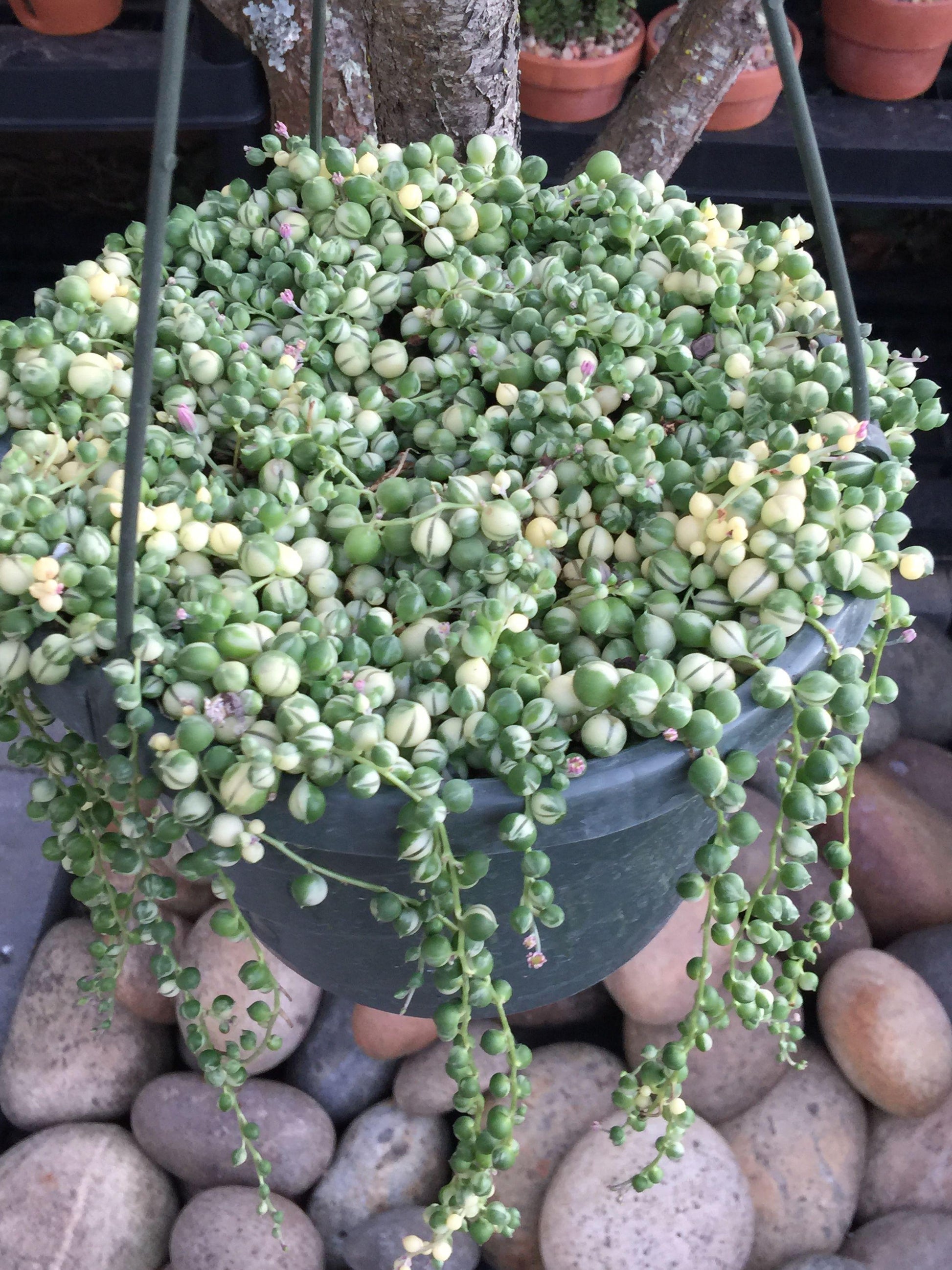 Succulent String Of Pearls Variegated - View 8 from www redcrocus com