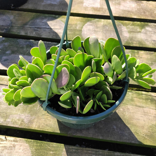 Succulent Senecio Jacobsenii - View 10 from www redcrocus com