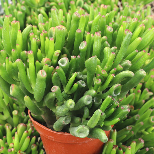 Crassula Jade - View 10 from www redcrocus com