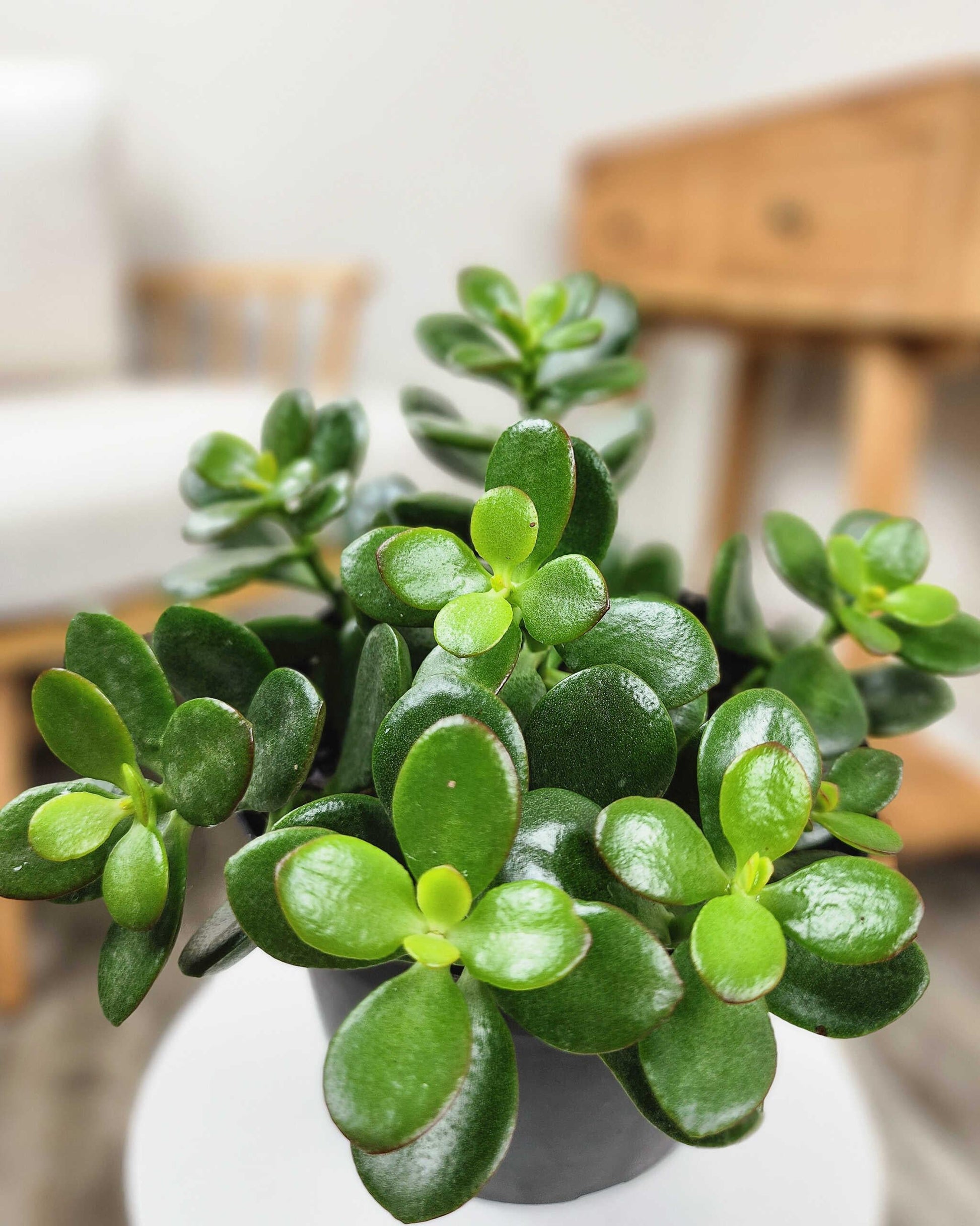 Crassula Jade - View 13 from www redcrocus com