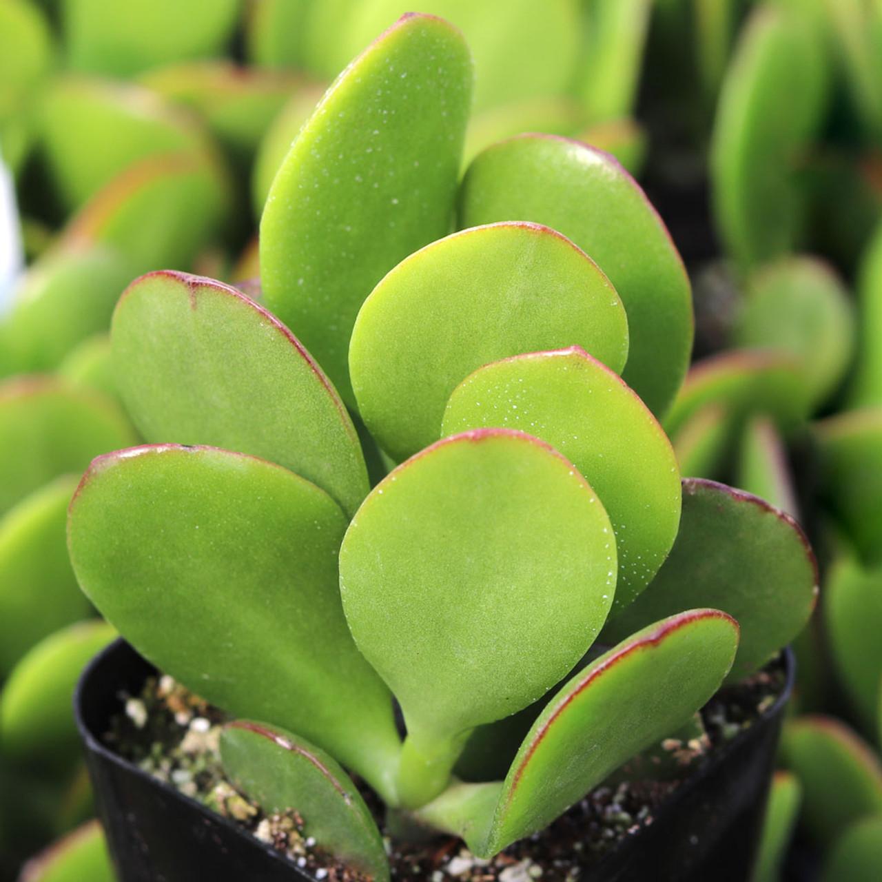 Crassula Jade - View 1 from www redcrocus com