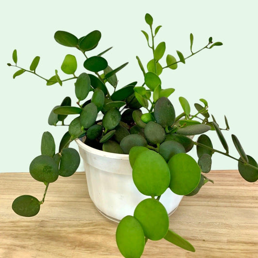 Xerosicyos Danguyi Silver Dollar Vine - View 11 from www redcrocus com