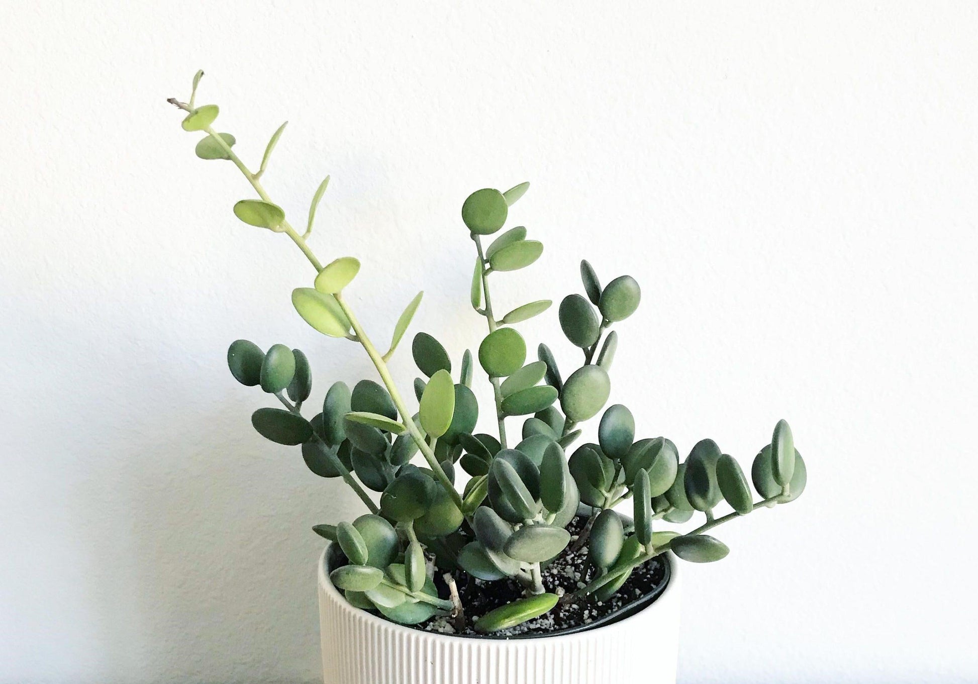 Xerosicyos Danguyi Silver Dollar Vine - View 17 from www redcrocus com
