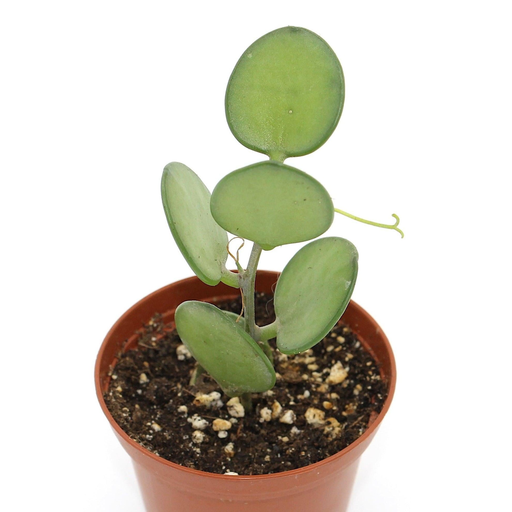 Xerosicyos Danguyi Silver Dollar Vine - View 3 from www redcrocus com