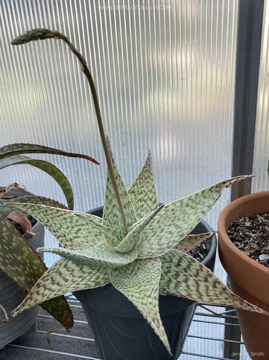 Aloe Delta Lights - View 10 from www redcrocus com