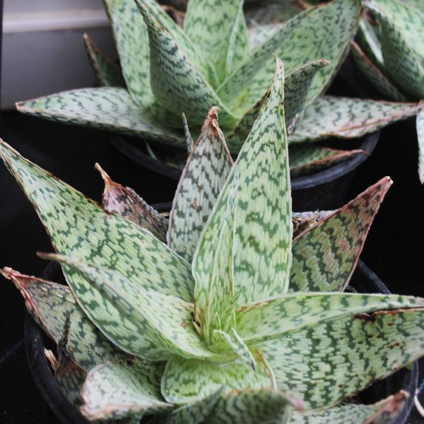 Aloe Delta Lights - View 11 from www redcrocus com