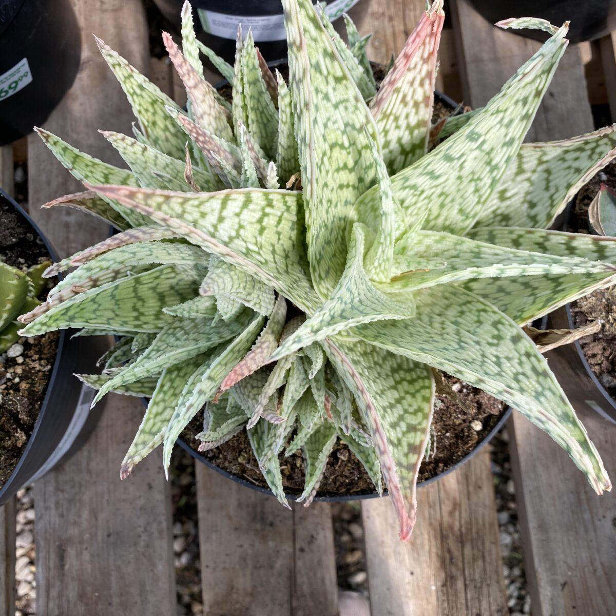 Aloe Delta Lights - View 12 from www redcrocus com