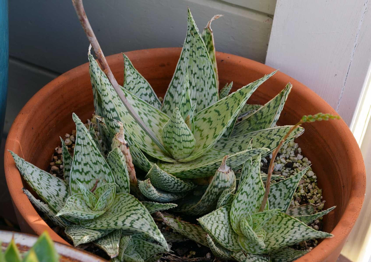 Aloe Delta Lights - View 18 from www redcrocus com