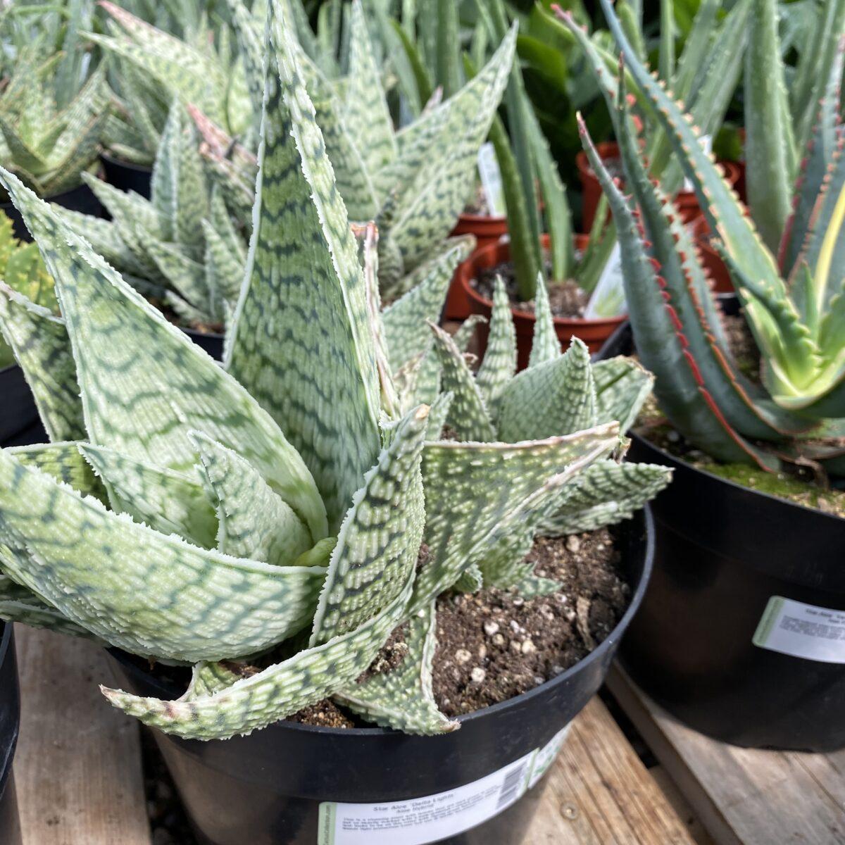 Aloe Delta Lights - View 2 from www redcrocus com