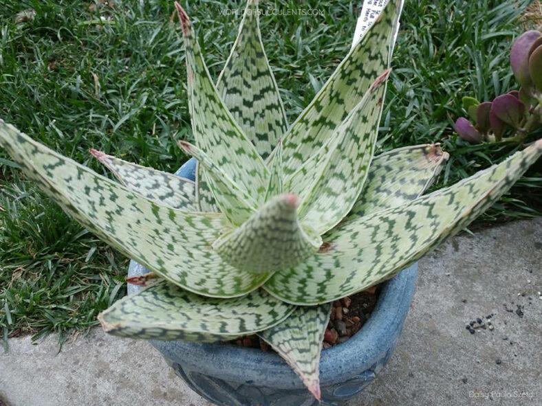 Aloe Delta Lights - View 5 from www redcrocus com