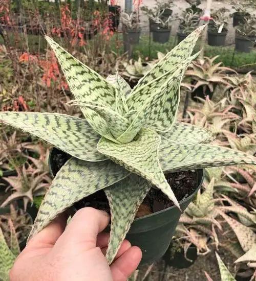 Aloe Delta Lights - View 6 from www redcrocus com