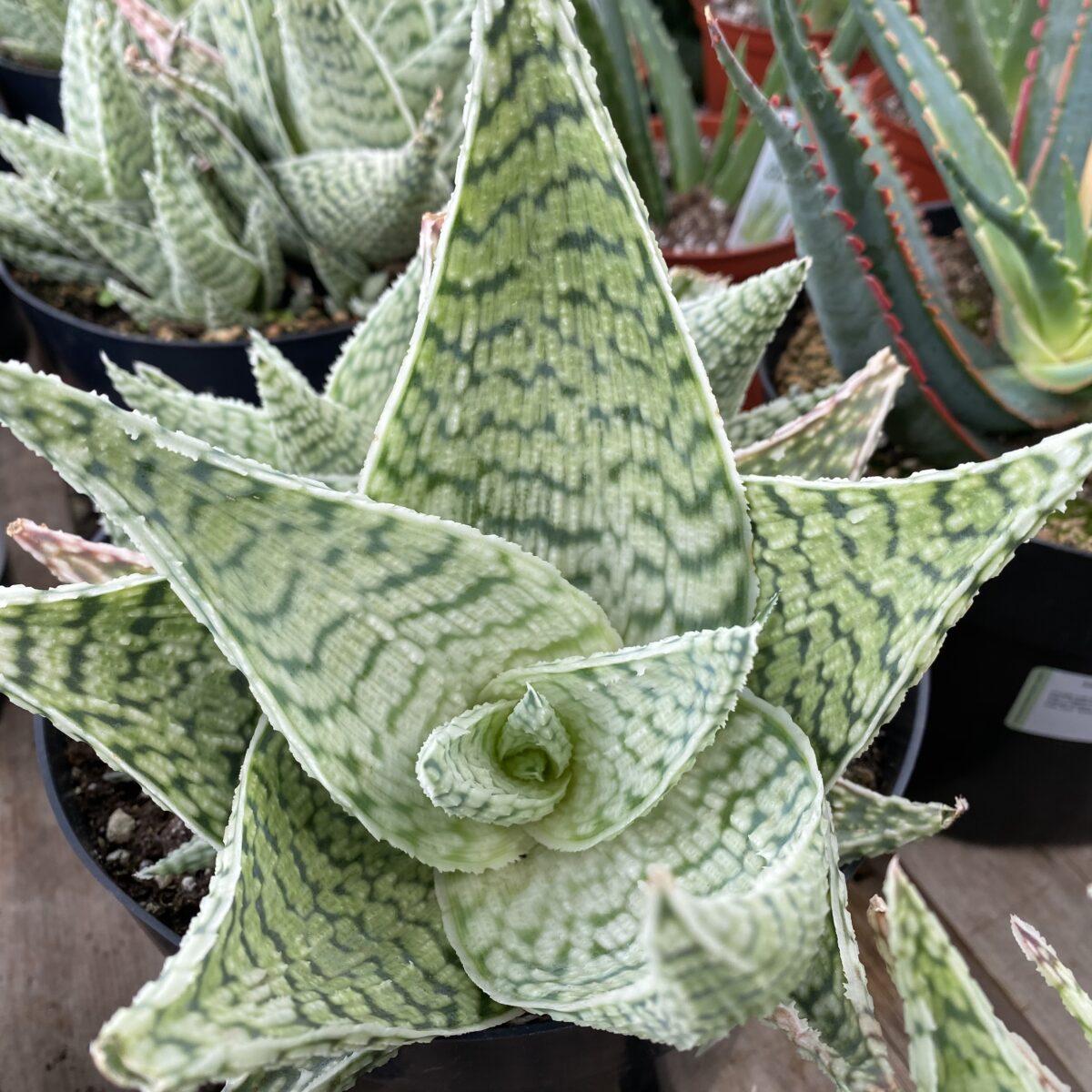 Aloe Delta Lights - View 9 from www redcrocus com